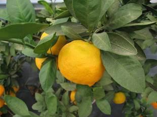 Satsuma Owari